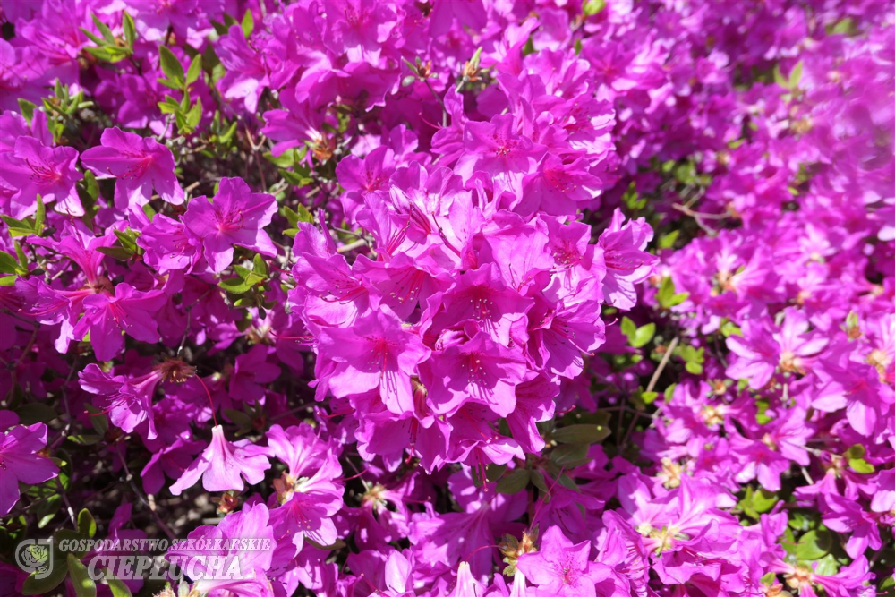 Азалия японская Орлис